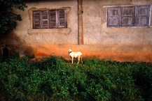 Guinea - Faranah