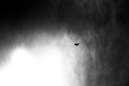 Sri Lankan bat