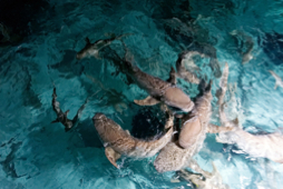 Feeding sharks - Sun island - Maldives