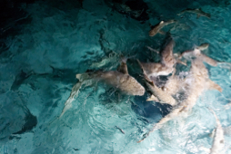 Feeding sharks - Sun island - Maldives