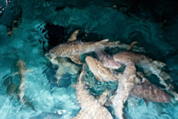 Feeding sharks - Sun island - Maldives