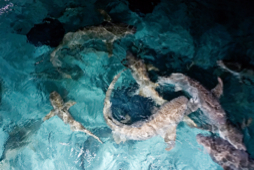 Feeding sharks - Sun island - Maldives