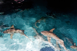 Feeding sharks - Sun island - Maldives