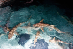 Feeding sharks - Sun island - Maldives