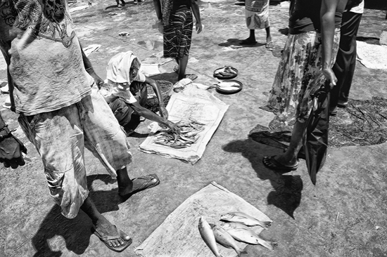 Sri-Lanka - Negombo fish market
